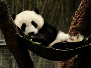 panda yatışı